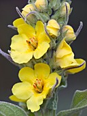 Great mullein (Verbascum thapsus)