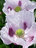 Opium poppies (Papaver somniferum)