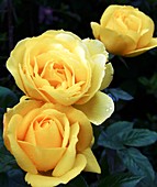 Rose (Rosa 'Arthur Bell') flowers