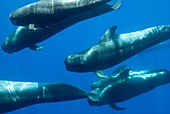 Short-finned pilot whales