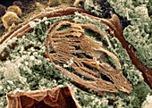 Chloroplast,SEM