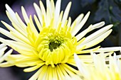 Chrysanthemum 'Sheena'