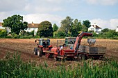 Harvesting potatoes