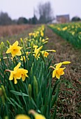 Daffodils (Narcissus 'Charlton')