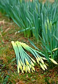 Picked daffodils (Narcissus 'Charlton')