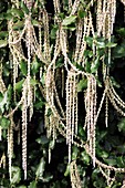Silk tassel flowers (Garrya elliptica)