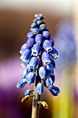 Muscari armeniacum 'Christmas Pearl'