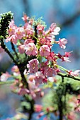 Cherry blossom (Prunus 'Kursar')