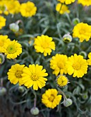 Erigeron chrysopsidis 'Grand Ridge'