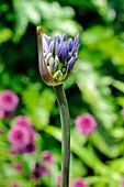 Agapanthus 'Midnight Blue'