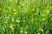 Wild meadow flowers and grasses