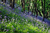 Bluebell wood