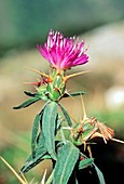 Star thistle (Centaurea calcitrapa)