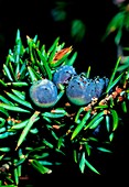 Dwarf juniper (Juniperus nana) berries