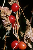 Black bryony (Tamus communis) berries