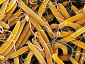 Helicobacter bilis bacteria,SEM