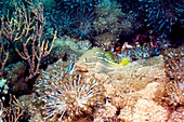 Slender grouper fish on soft coral