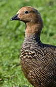 Ruddy-headed goose