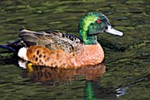 Male chestnut teal