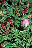 Restharrow (Ononis cristata)