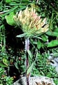 Clover (Trifolium noricum)