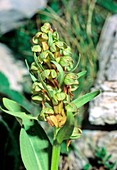 Frog orchid (Coeloglossum viride)