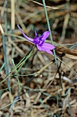 Forking larkspur (Consolida regalis)