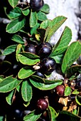 Buckthorn (Rhamnus pumilus) berries