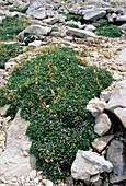 Mountain avens (Dryas octopetala)