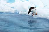 Gentoo penguin preparing to dive