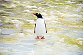 Gentoo penguin on algae-covered ice