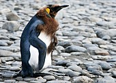 Juvenile king penguin moulting