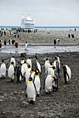 King penguins on the shore