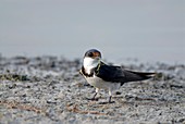 White throated swallow