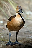 Fulvous whistling duck