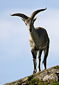 Juvenile male mouflon