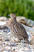 Male grey-winged francolin