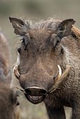 Desert warthog