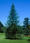 Japanese larch (Larix kaempferi)