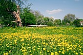 Buttercup flowers (Ranunculus sp.)