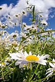 Ox-eye daisies (Leucanthemum vulgare)