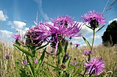 Greater knapweed (Centaurea scabiosa)