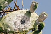 Cochineal insects on prickly pear cactus