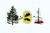 Deforestation due to mountain pine beetle