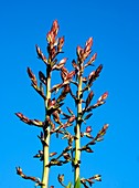 Unopened Yucca flower buds