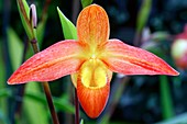 Slipper orchid (Phragmipedium 'Ovaisne')