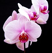 Orchid (Phalaenopsis 'Alice Girl')