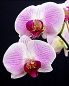 Orchid (Phalaenopsis 'Spanish Melody')