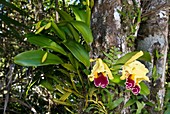 Epiphytic orchid