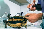 Injured Hermann's tortoise